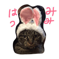 [LINEスタンプ] nekobrothers