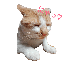 [LINEスタンプ] きららの猫にゃんスタンプ