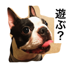 [LINEスタンプ] 宇治のボストンテリア犬 つくし