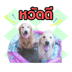 [LINEスタンプ] cat and dogs onlineの画像（メイン）