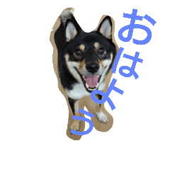 [LINEスタンプ] こてつ黒柴