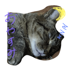 [LINEスタンプ] 我が家の日常（猫Ver.）の画像（メイン）