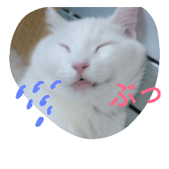 [LINEスタンプ] 日々の猫々