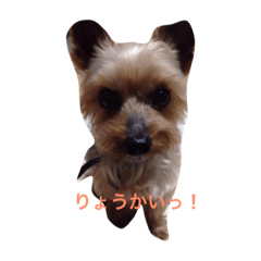 [LINEスタンプ] my dog littleの画像（メイン）