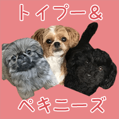 [LINEスタンプ] トイプードル＆ペキニーズ 写真犬スタンプ