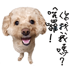 [LINEスタンプ] The Dog-Yuan Yuanの画像（メイン）