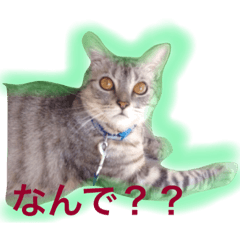 [LINEスタンプ] みーこ 文字入