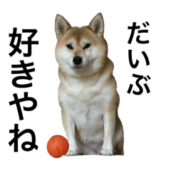 [LINEスタンプ] ボールを守り続ける柴犬の画像（メイン）