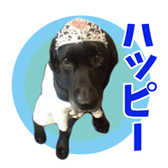 [LINEスタンプ] みんなをHAPPYにする名犬ハッピー