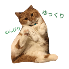 [LINEスタンプ] ニャンズ挨拶スタンプ