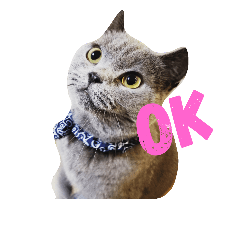 [LINEスタンプ] chartreux dai-chan #2
