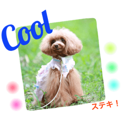 [LINEスタンプ] プードルの気持ちパート4