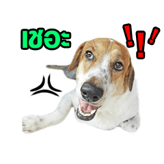 [LINEスタンプ] Daimodthasoodchuen2 kub dog 3 saap