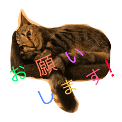 [LINEスタンプ] yoshimi is cat