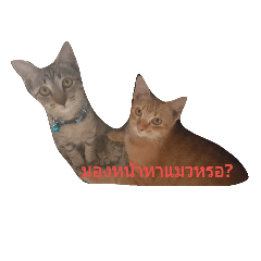 [LINEスタンプ] Tiggy and his friend