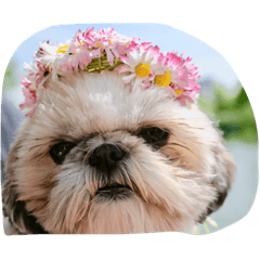 [LINEスタンプ] シーズー犬ちよ