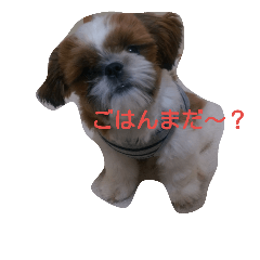 [LINEスタンプ] シーズー 豆太郎1