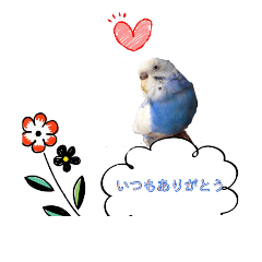 [LINEスタンプ] セキセイインコの優しいあいさつの画像（メイン）