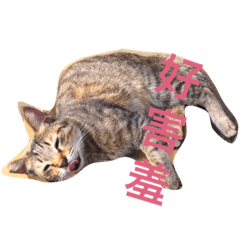 [LINEスタンプ] 療癒猫