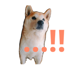 [LINEスタンプ] 柴犬にゃんた