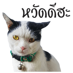 [LINEスタンプ] Johnny Ratyo Catの画像（メイン）