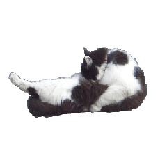 [LINEスタンプ] fluffy cat talking in sleepの画像（メイン）