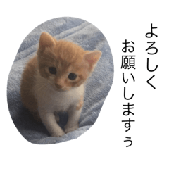 [LINEスタンプ] 我が家のかわいいニャンコたち