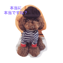 [LINEスタンプ] toypoodle azukiの画像（メイン）