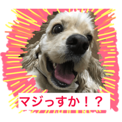 [LINEスタンプ] アメリカンコッカースパニエル！