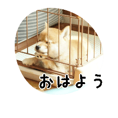 [LINEスタンプ] 柴犬こむぎ【仔犬版】