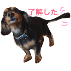 [LINEスタンプ] らんまる先輩。の画像（メイン）