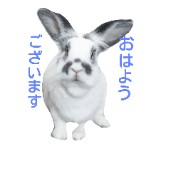 [LINEスタンプ] Rabbit everyday .