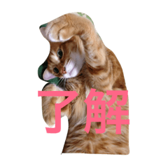 [LINEスタンプ] nekokokの画像（メイン）