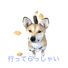 [LINEスタンプ] Momo's daily life (^^)