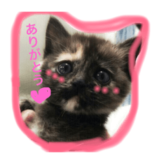 [LINEスタンプ] サビ猫パオのスタンプ