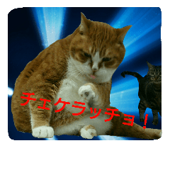 [LINEスタンプ] 猫で失礼します。の画像（メイン）