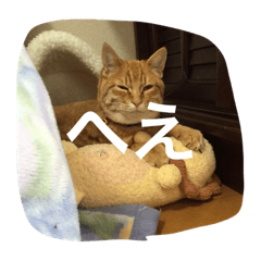 [LINEスタンプ] ねこかわいいねぇ