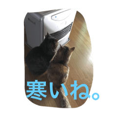 [LINEスタンプ] ちださんちのねこスタンプ