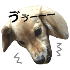 [LINEスタンプ] なまいき犬なっちゃん