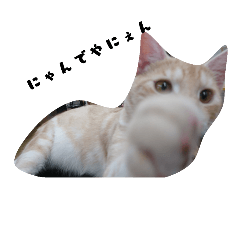 [LINEスタンプ] my Friends ANIMAL