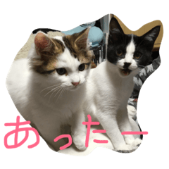 [LINEスタンプ] shutenekos shishutars12