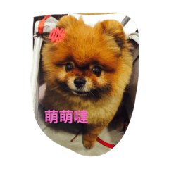 [LINEスタンプ] dog doggy cute doggyの画像（メイン）