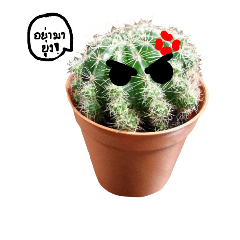 [LINEスタンプ] Cactus cutelove