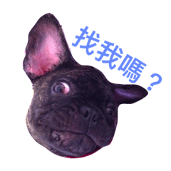 [LINEスタンプ] French Bull Dog-TsaiYeh