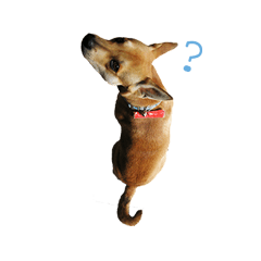 [LINEスタンプ] Taiwan dog life