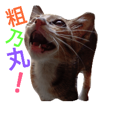 [LINEスタンプ] Flash cat