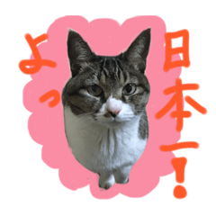 [LINEスタンプ] マカロンCAT01