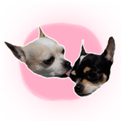 [LINEスタンプ] Chihuahua three baby