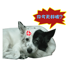 [LINEスタンプ] Magical dog