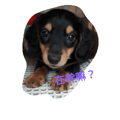 [LINEスタンプ] happy dog dog dog